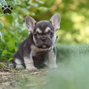 Page, French Bulldog Puppy